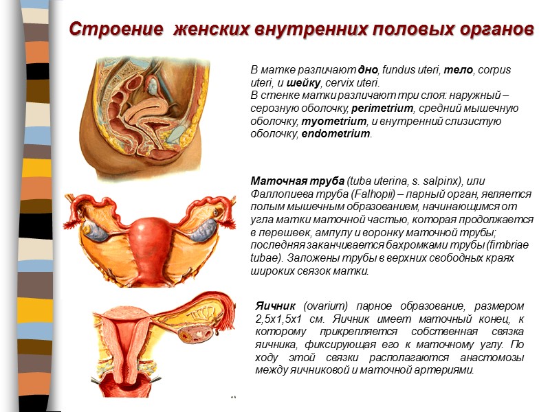Строение  женских внутренних половых органов В матке различают дно, fundus uteri, тело, corpus